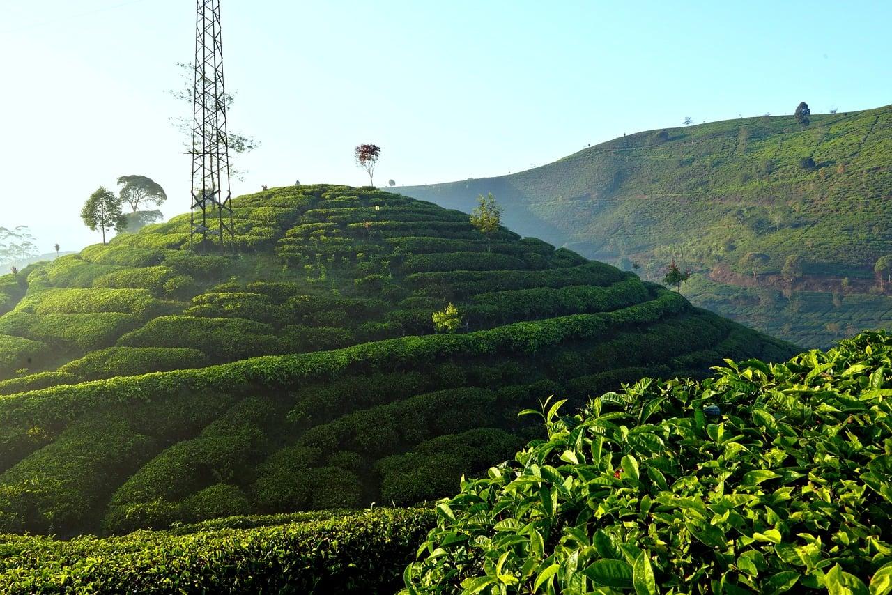 Vertical Farming key to creating self-sustaining Smart Cities