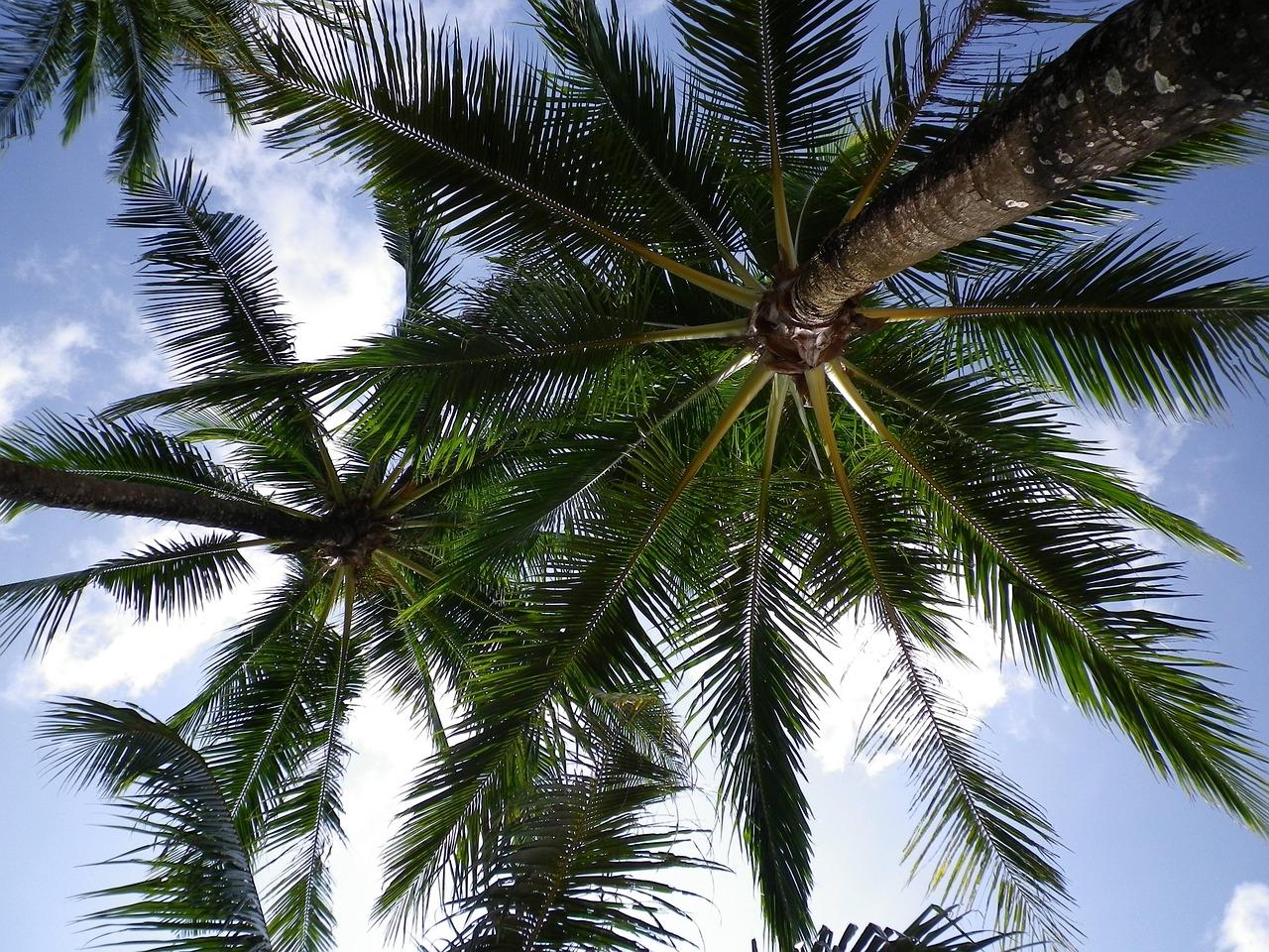 MPIC to explore new palm oil markets