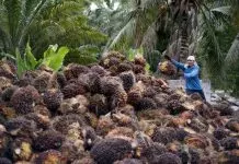 MPIC to explore new palm oil markets